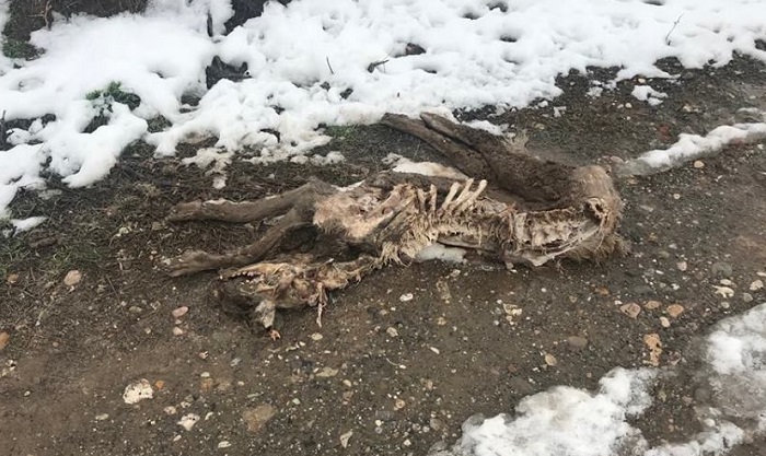 ÇORUM’DA AÇ KURTLAR KÖPEĞİ PARÇALADI