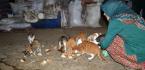 KEDİLERE ÇOCUKLARI GİBİ BAKIYOR