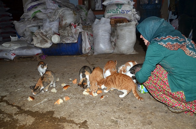 KEDİLERE ÇOCUKLARI GİBİ BAKIYOR