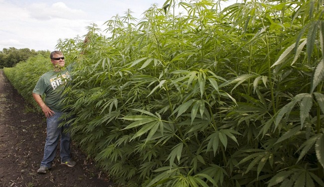 ÇORUMLU ARTIK KENEVİR ÜRETECEK