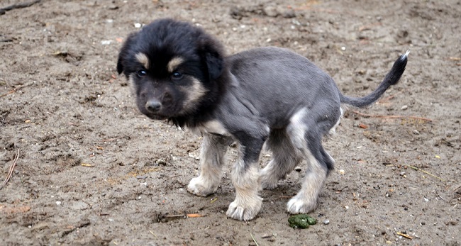 BU KÖPEK YAVRUSU GÖRENLERİ ŞAŞIRTTI!