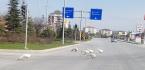 SÜRÜCÜLERİN YOLDA KAZLARLA İMTİHANI!