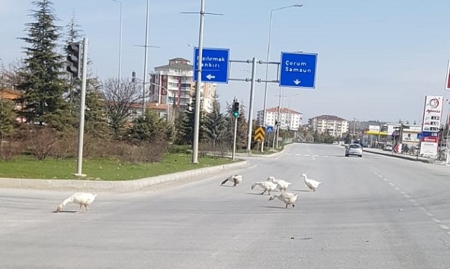 SÜRÜCÜLERİN YOLDA KAZLARLA İMTİHANI!