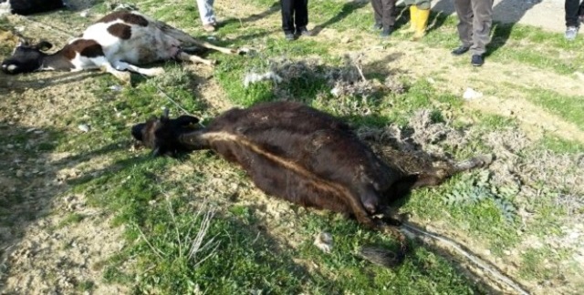 ELEKTRİK TELLERİ İNEKLERİ TELEF ETTİ