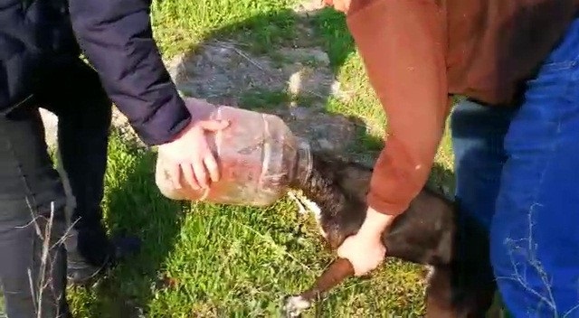 KAFASI BİDONA SIKIŞAN KÖPEK KURTARILDI