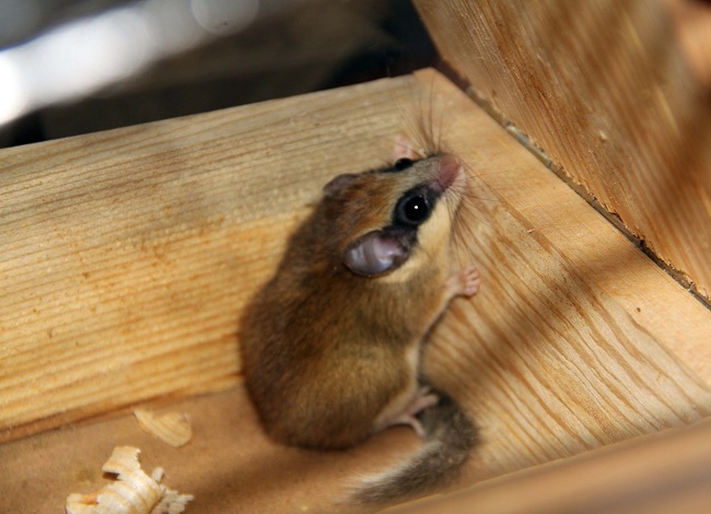 ÇORUM’DA İLK KEZ GÖRÜNTÜLENDİ