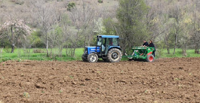 LAÇİN’DE KARABUĞDAY EKİMİ YAPILDI