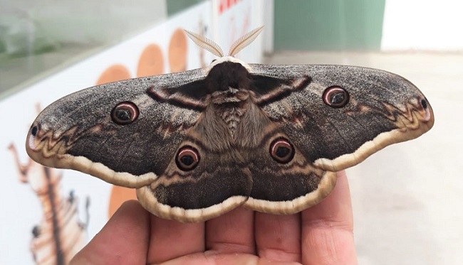 BU KELEBEK GÖRENLERİ ŞAŞIRTTI