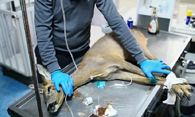 YARALI KARACA KURTARILAMADI