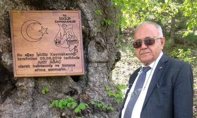 500 YILLIK AĞAÇLAR KORUMA ALTINDA