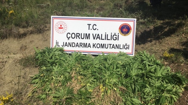 JANDARMA’DAN KENEVİR OPERASYONU