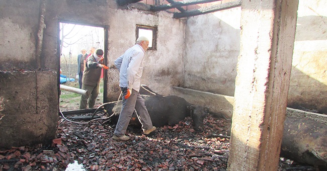 YANGINDA 1 HAYVAN TELEF OLDU