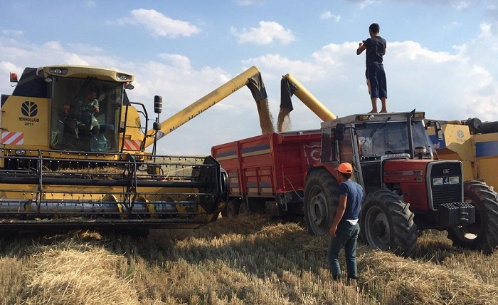ÇORUM’DA İLK ARPA HASADI YAPILDI
