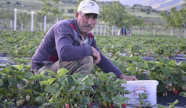 ÇİLEK ÇİFTÇİNİN GEÇİM KAYNAĞI OLDU