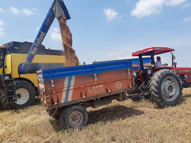 ÇORUM’DA BUĞDAY HASADI BAŞLADI