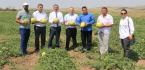 ON DİLİM KAVUN HASADI BAŞLADI