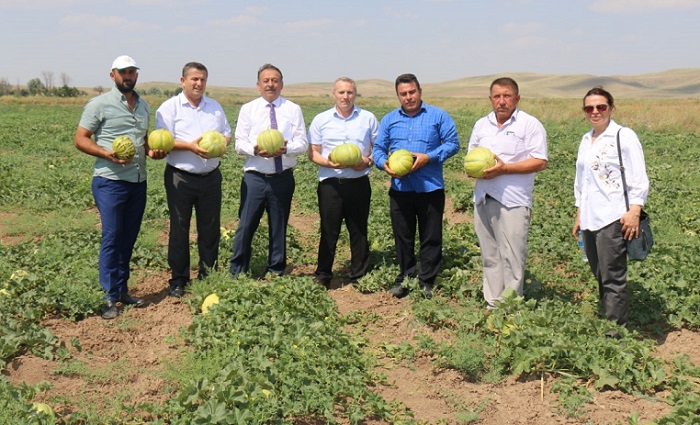 ON DİLİM KAVUN HASADI BAŞLADI