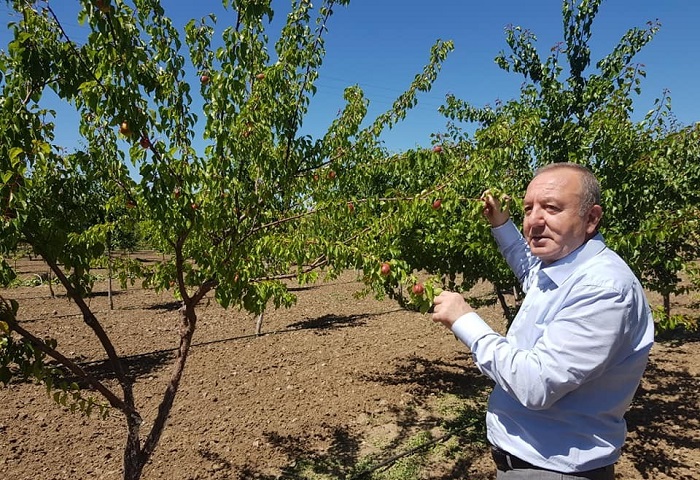 ÖRNEK MEYVE BAHÇESİNDE İLK HASAT