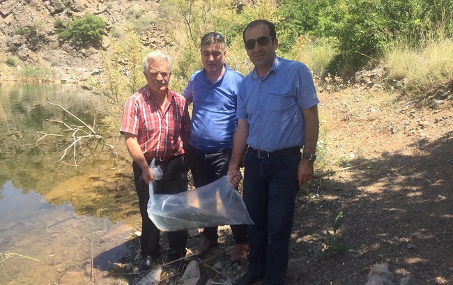 GÖLETE SAZAN YAVRUSU BIRAKILDI