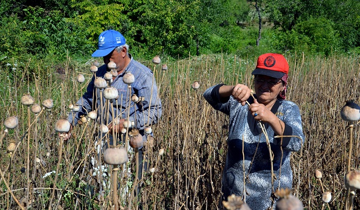 ÇORUM’DA HAŞHAŞ HASADI BAŞLADI