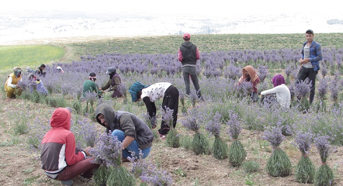 ÇORUM’DA LAVANTA HASADINA BAŞLANDI