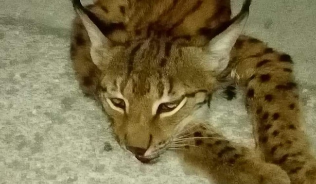 ARACIN ÇARPTIĞI VAŞAK TELEF OLDU