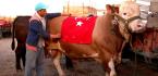 1.5 TONLUK BOĞA ARABA FİYATINA SATILDI