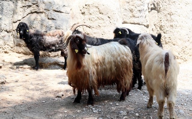 KAYIP KEÇİLERİ JANDARMA BULDU