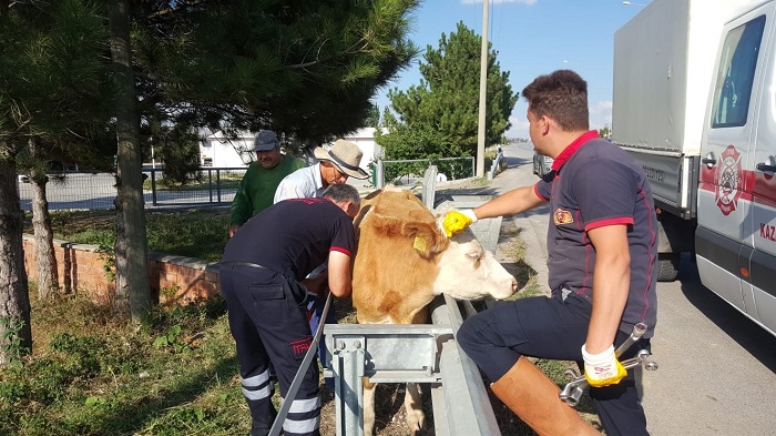 BARİYERE SIKIŞAN İNEK KURTARILDI