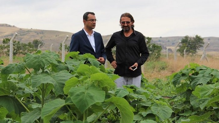 OSMANCIK’TA PAULOWNİA YETİŞTİRİCİLİĞİ