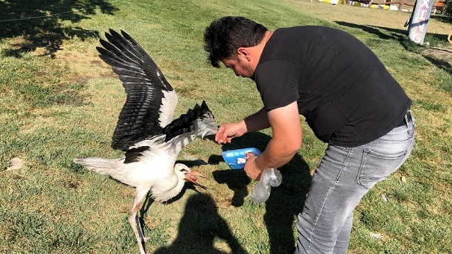 EVCİLLEŞEN LEYLEK GÖÇ ETMEDİ