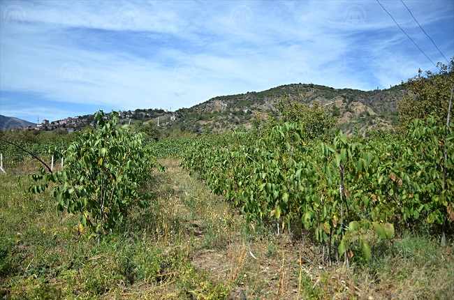 OĞUZLAR CEVİZİ ÇOK TALEP GÖRÜYOR