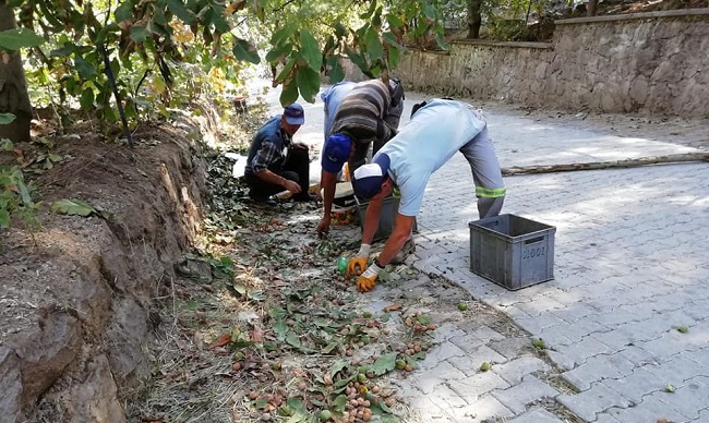 BELEDİYE’DE YOĞUN CEVİZ MESAİSİ