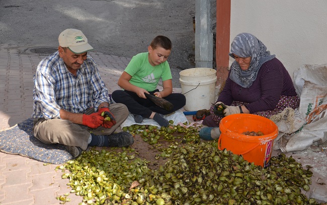 OĞUZLAR’IN CEVİZİ YÜZLERİ GÜLDÜRDÜ