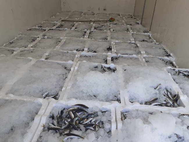 ÇORUM’DA 2 TON KAÇAK BALIK YAKALANDI