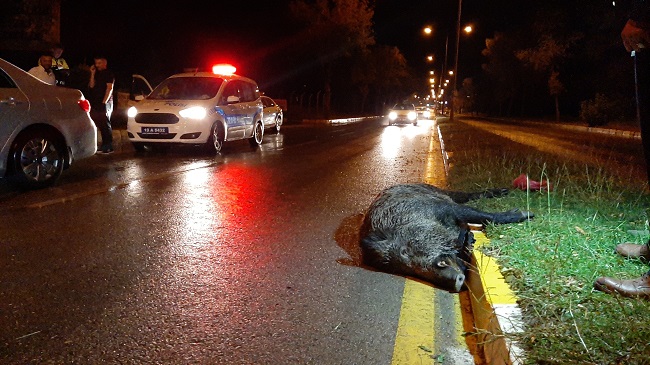 ÇORUM’DA DOMUZ KAZAYA YOLAÇTI
