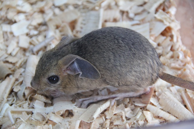 ÇORUM’DA İLK DEFA GÖRÜLDÜ!