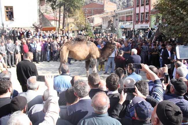 BELEDİYE DEVE KURBAN ETTİ