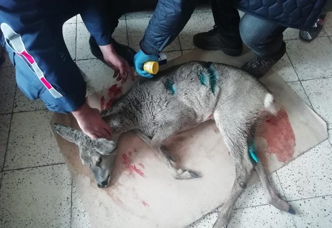 YAVRUYU JANDARMA KURTARDI