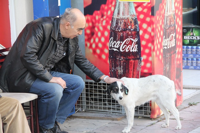 VEFAKAR KÖPEK HALEN SAHİBİNİ BEKLİYOR