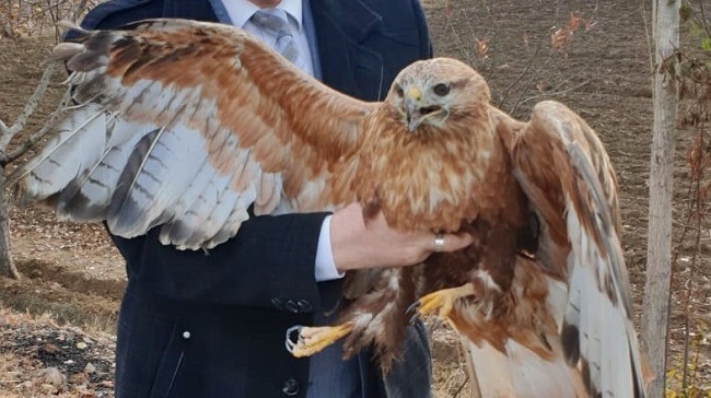 YARALI ATMACA BARINAĞA ALINDI