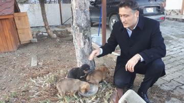 KAYMAKAM YAVRU KÖPEKLERİ SAHİPLENDİ