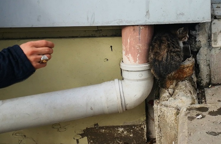 YAVRU KEDİ KÖPEKTEN KORKUNCA!