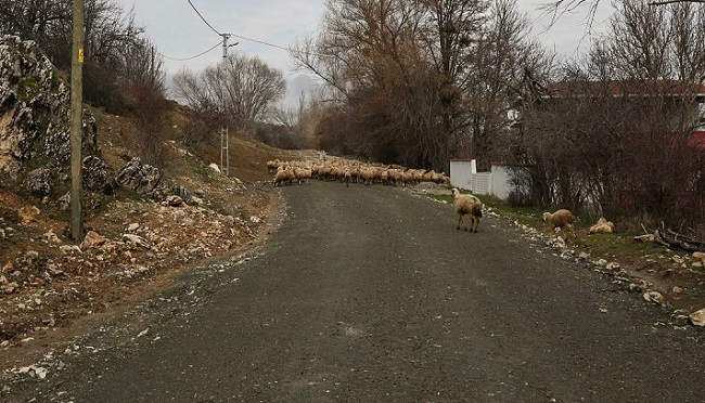 KÖPEK KAVGASI MAHKEMEDE BİTTİ