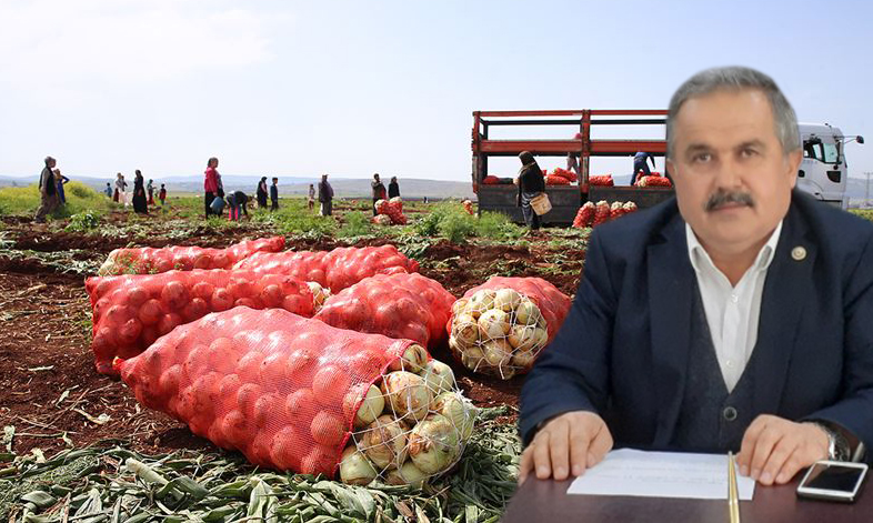 SOĞAN ÜRETİCİLERİN ELİNDE KALDI