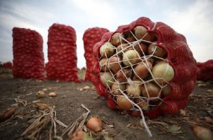 TONLARCA SOĞAN ÇÖPE DÖKÜLECEK