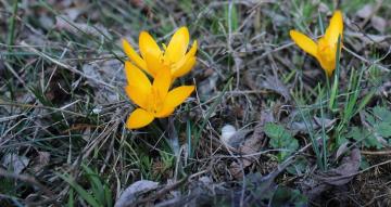 BAHARIN MÜJDECİSİ ÇİĞDEMLER AÇTI