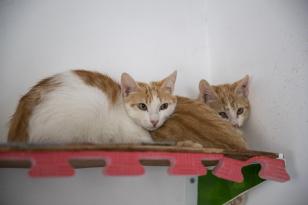 ÇORUMLU 30 KEDİSİNİ MERSİN’E GÖTÜRDÜ