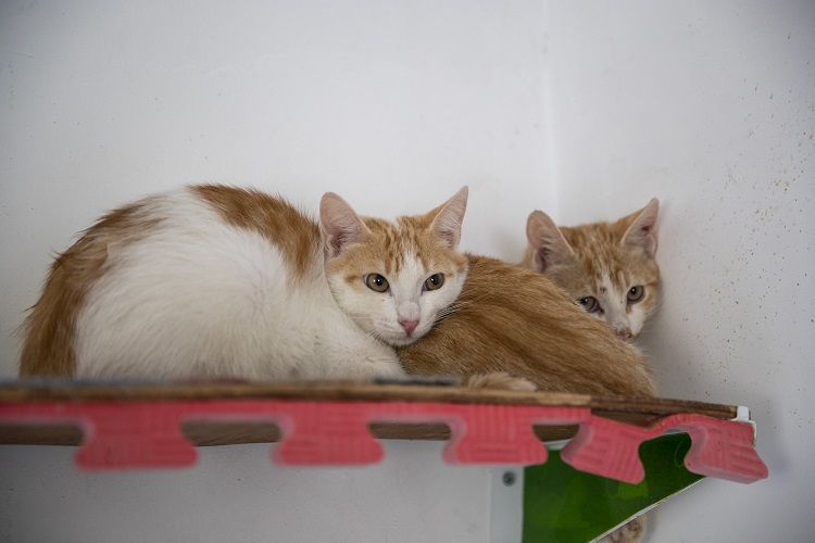 ÇORUMLU 30 KEDİSİNİ MERSİN’E GÖTÜRDÜ