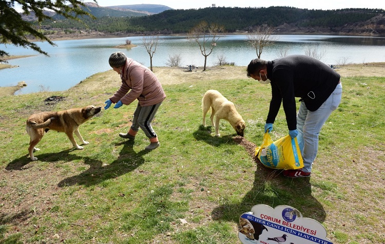 SOKAK VE YABAN HAYVANLARI UNUTULMADI